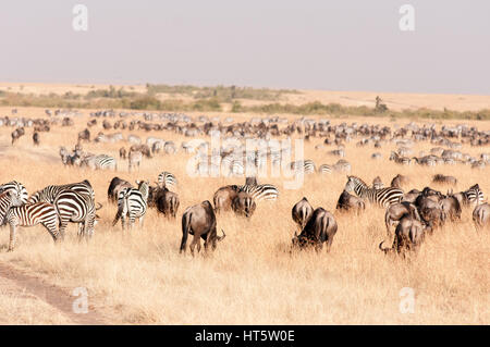 Gnu e Zebra Migrazione in open erba secca, il Masai Mara Foto Stock