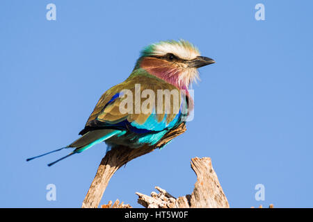 Lilla rullo contraffacciate appollaiato sul ramo (Coracias caudatus), Kenya Foto Stock