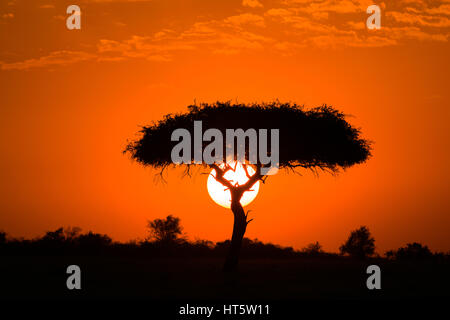 Un unico albero di Acacia si stagliano da sole e cielo rosso dietro di esso, il Masai Mara, Kenya Foto Stock