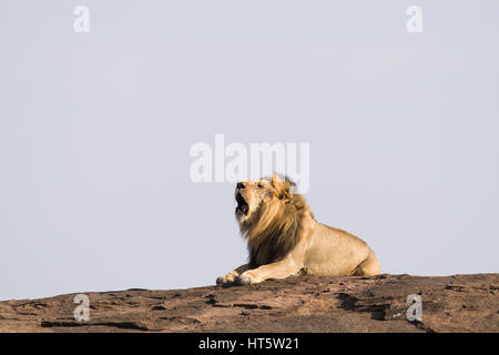 Leone maschio (panthera leo) ruggente sulla roccia, il Masai Mara Foto Stock