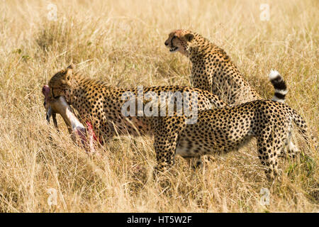 Tre ghepardi (Acinonyx jubatus) coalizione a piedi con gazelle kill, il Masai Mara riserva nazionale, Kenya, Africa orientale Foto Stock