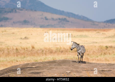 Un singolo pianure Zebra (Equus quagga) che si erge sul promontorio roccioso con le colline di background, il Masai Mara, Kenya Foto Stock