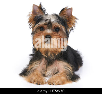 Grazioso cucciolo di Yorkshire Terrier giace su sfondo bianco. Isolato Foto Stock