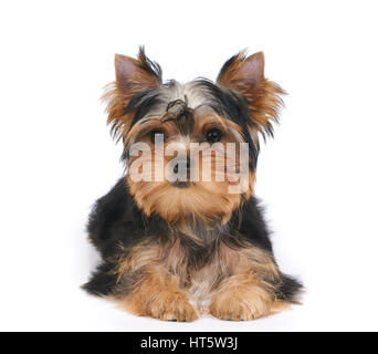 Un cucciolo di Yorkshire Terrier giace sul bianco sfondo isolato Foto Stock