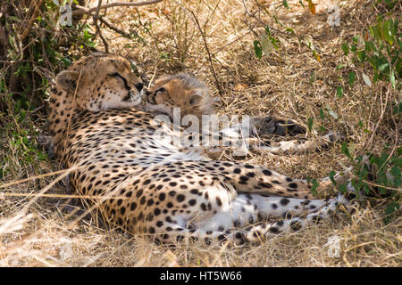 Ghepardo femmina in appoggio in erba secca con baby cub (Acinonyx jubatus), il Masai Mara riserva nazionale, Kenya, Africa orientale Foto Stock