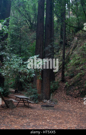 Campeggio tavolo da picnic e alberi di sequoia in Fernwood campeggio sul Big Sur fiume in Big Sur in California. Foto Stock