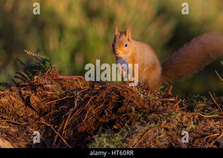 Red scoiattolo (Sciurus vulgaris) sat sul terreno, Caledonian foresta, Scotland, Regno Unito Foto Stock