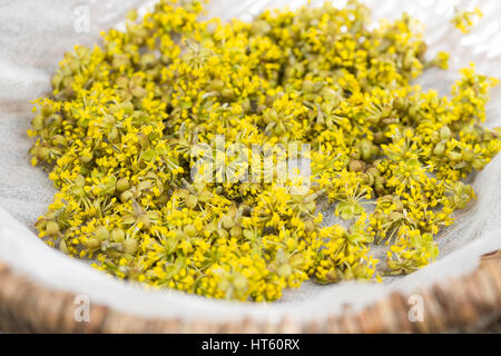 Blüten der Kornelkirsche werden getrocknet. Kornelkirsche, Kornel-Kirsche, Kornellkirsche, Kornell-Kirsche, Cornus mas, Corniolo, Europea cor Foto Stock