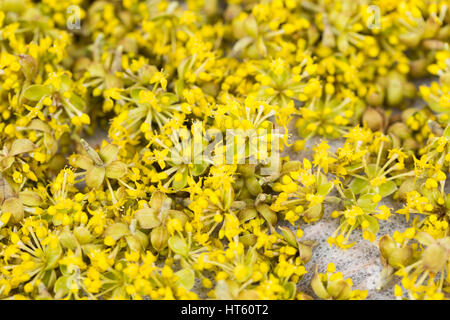 Blüten der Kornelkirsche werden getrocknet. Kornelkirsche, Kornel-Kirsche, Kornellkirsche, Kornell-Kirsche, Cornus mas, Corniolo, Europea cor Foto Stock