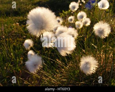 Erba di cotone con l'omonimo massa soffice di cotone come fiori sull'estremità della levetta nella Bering Land Bridge National Preserve, Alaska. Foto Stock