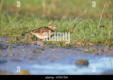 Eurasian allodola Alauda arvense, autunno adulto, rovistando sul terreno, Marshside, Merseyside Regno Unito nel mese di gennaio. Foto Stock
