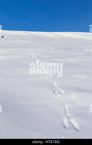 Mountain lepre Lepus timidus, tracce nella neve, Findhorn Valley, Scozia in febbraio. Foto Stock