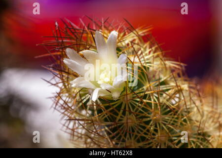 Una macro shot di Mammillaria Elongata fiore di cactus, noto anche come Ladyfinger Cactus Foto Stock