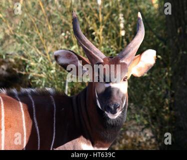 Voce maschile East African Bongo antilope (Tragelaphus eurycerus) closeup della testa Foto Stock