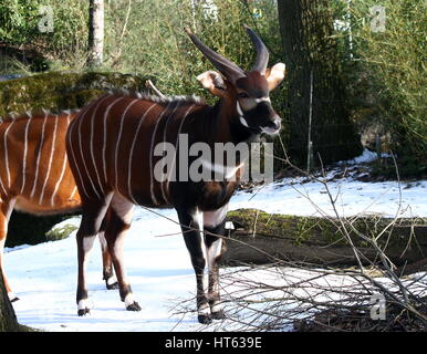 Voce maschile East African Bongo antilope (Tragelaphus eurycerus) Foto Stock