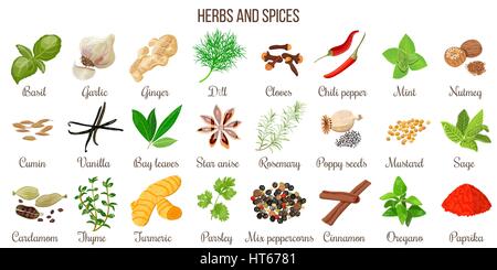 Vettore di grandi set di popolare le erbe aromatiche e le spezie. Lo zenzero, peperoncino, aglio, noce moscata, anice etc. Per i prodotti cosmetici, store, spa, cure naturali. Illustrazione Vettoriale