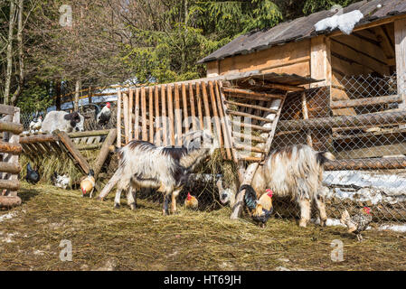 Capre, pecore, galli e galline sul cortile vicino alimentatori nel villaggio, azienda agricola Foto Stock