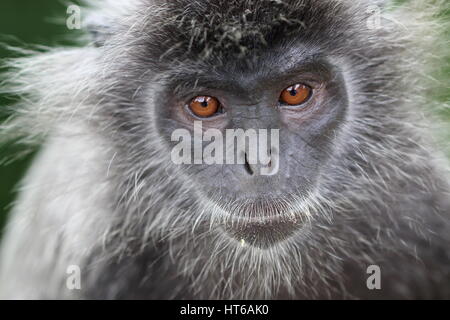 Close-up di una foglia argentata di scimmia o lutung argenteo, Trachypithecus cristatus Foto Stock
