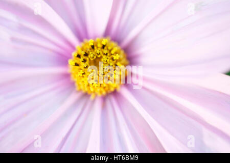 Cosmo sonata centro stellato Jane Ann Butler JABP Fotografia1860 Foto Stock