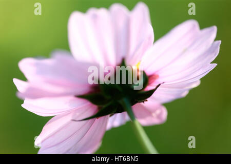 Fine del periodo di fioritura - cosmo sonata delicato fiore rosa inizio autunno sunligh t Jane Ann Butler JABP Fotografia1862 Foto Stock