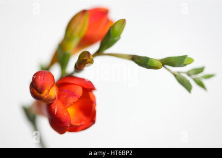 Red fresia stelo su sfondo bianco ancora in vita - dolce come il suo profumo Jane Ann Butler JABP Fotografia1872 Foto Stock