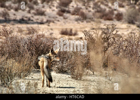 Black Backed Jackal guardando indietro nel Kalahari Foto Stock