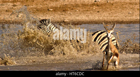 Zebra schizzi in acqua profonda con Springbol in fuga Foto Stock