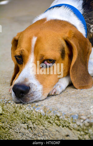 Beagle cane sveglio Foto Stock