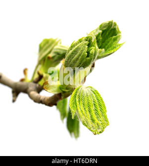 La molla ramoscello di ippocastano tree (Aesculus hippocastanum) con giovani foglie verdi. Isolato su sfondo bianco. Foto Stock