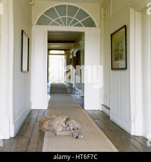 Cane giacente in corridoio. Foto Stock