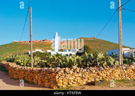 Campo di Opuntia, fichidindia, Mirleft, sud del Marocco Foto Stock