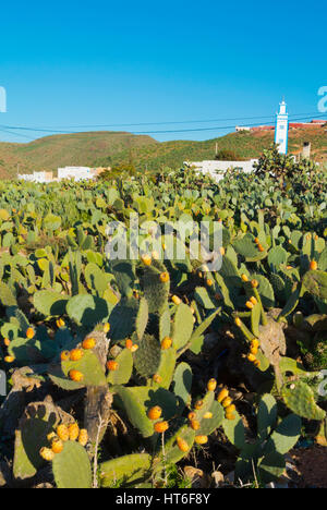 L' Opuntia, fichidindia, Mirleft, sud del Marocco Foto Stock