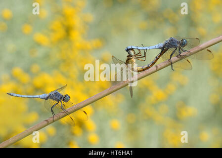 Libellula Orthetrum coerulescens coniugata Foto Stock