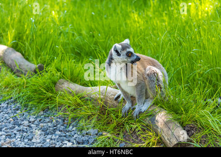 Anello-tailed lemur Foto Stock