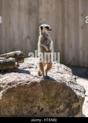 Meerkat sentry in guardia Foto Stock