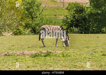 Damara zebra Foto Stock