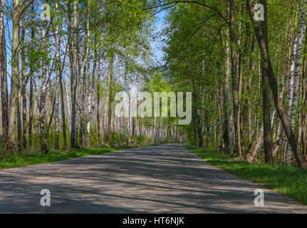 Strada con alberi di betulla in giovani foglie verdi in primavera giornata di sole Foto Stock