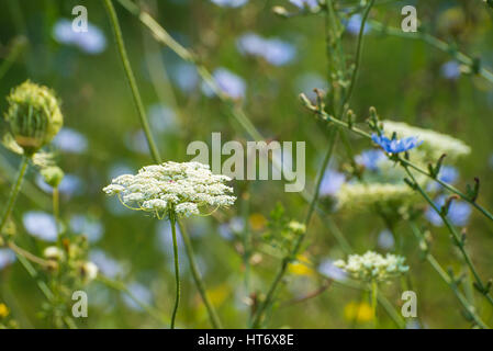 Chiudere fino a un bianco di fiori selvaggi con sfondo sfocato Foto Stock
