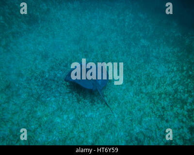 Stingray in mare dei caraibi - Caye Caulker, Belize Foto Stock