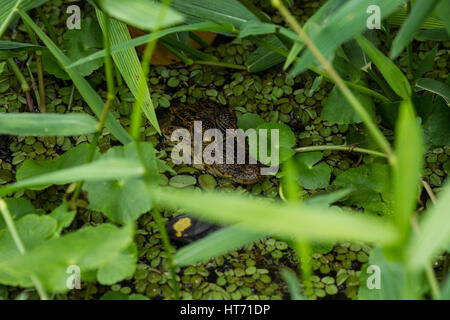 Questa giovane Caimano Spectacled, crocodilus caimano, pazientemente attende gli ignari preda di avvicinarsi troppo. Si trova in gran parte del Centro e del Sud Am Foto Stock