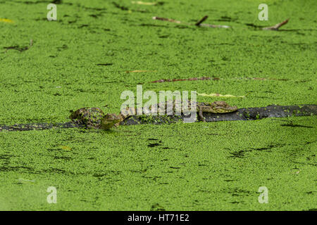 Crocodilus Caimano Foto Stock