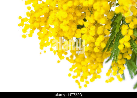 Mimosa sbocciare fiori isolati su sfondo bianco. Biglietto di auguri. Profondità Shellow Foto Stock