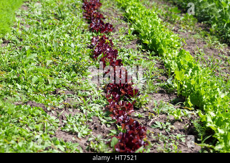 Righe di giovani di colore verde e rosso insalata lattughe (Lactuca sativa) cresce in campo. Messa a fuoco selettiva. Foto Stock