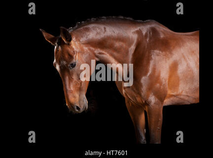 Un radiante marrone cavallo con testa di nobile in studio su sfondo nero Foto Stock