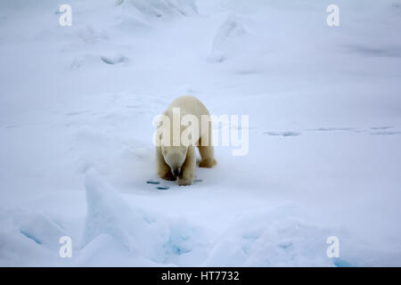 Orso polare vicino al Polo Nord. Il comportamento di caccia: maschio è in postura specifica sopra il foro della guarnizione per molte ore senza stancarsi Foto Stock
