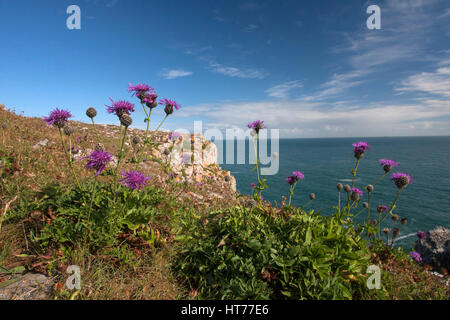 Fiordaliso maggiore, Centaurea scabiosa, crescendo su scogliere, Il Pembrokeshire Coast National Park, Wales, Regno Unito. Foto Stock