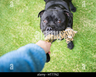 Un nero staffordshire bull terrier cane giocando rimorchiatore, tenendo un giocattolo morbido nella sua bocca, tirando con un essere umano. Il braccio e aveva della persona può essere visto. Foto Stock