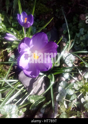 Crocus viola o Narciso Foto Stock