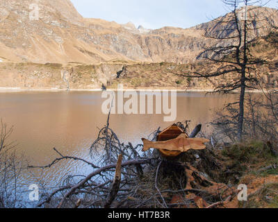 Val Piora, Svizzera: squalo scolpito in legno appoggiata su un ceppo di albero Foto Stock