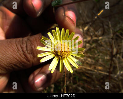 Rudbeckia semi - occhi irlandesi superbi grandi fiori d'oro imponente (Copyright © Saji Maramon) Foto Stock